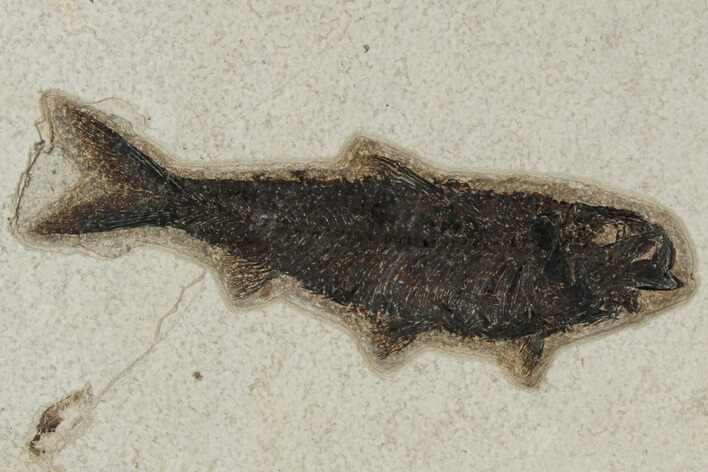 Fossil Fish (Knightia) - Green River Formation #189263